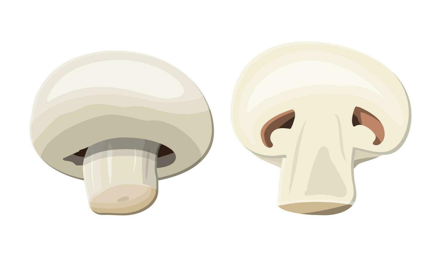 Ripe mushroom champignon. Slice fungi mushroom isolated on white. Raw food. Organic healthy food. Vegetarian nutrition. Vector illustration in flat style