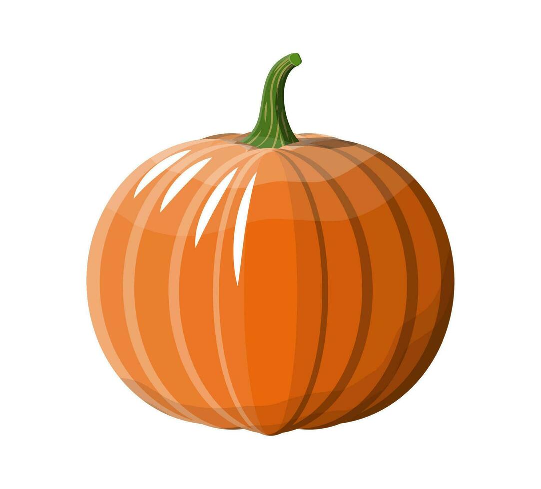 Orange pumpkin vegetable. Halloween pumpkin isolated on white background. Autumn harvest. Vector illustration in flat style