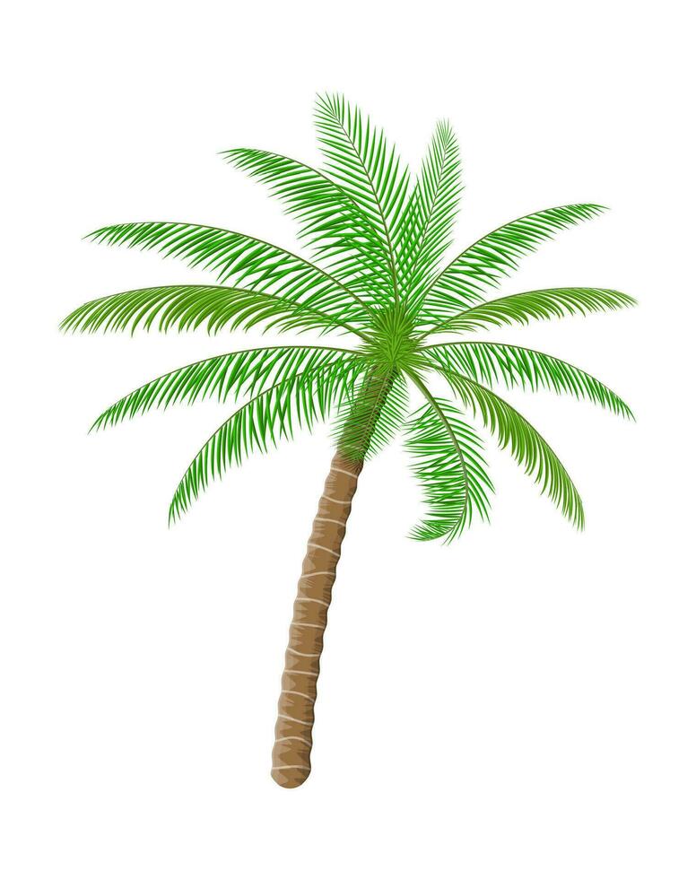 Tropical green palm. Jungle leaves. Coconut palm, monstera, fan palm, rhapis. Natural leaf, exotic branches tree. Vector illustration in flat style