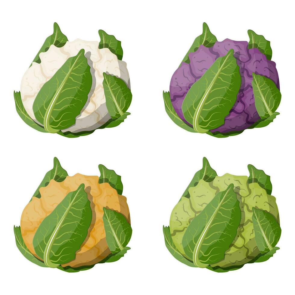 Cauliflower vegetable set. Cauliflower isolated on white background. Organic food. Vector illustration in flat style