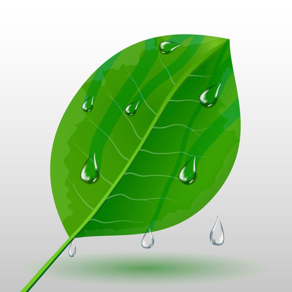 Green leave with water drops, eco concept, spring fresh,  vector illustration on grey background