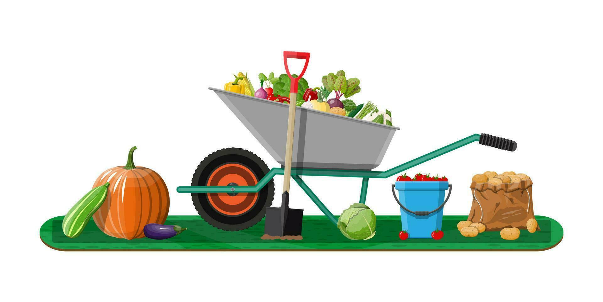 Garden harvest with vegetables and different gardening equipment, tools. Wheelbarrow shovel bucket. Organic healthy food. Fresh farming vegetables. Vector illustration flat style