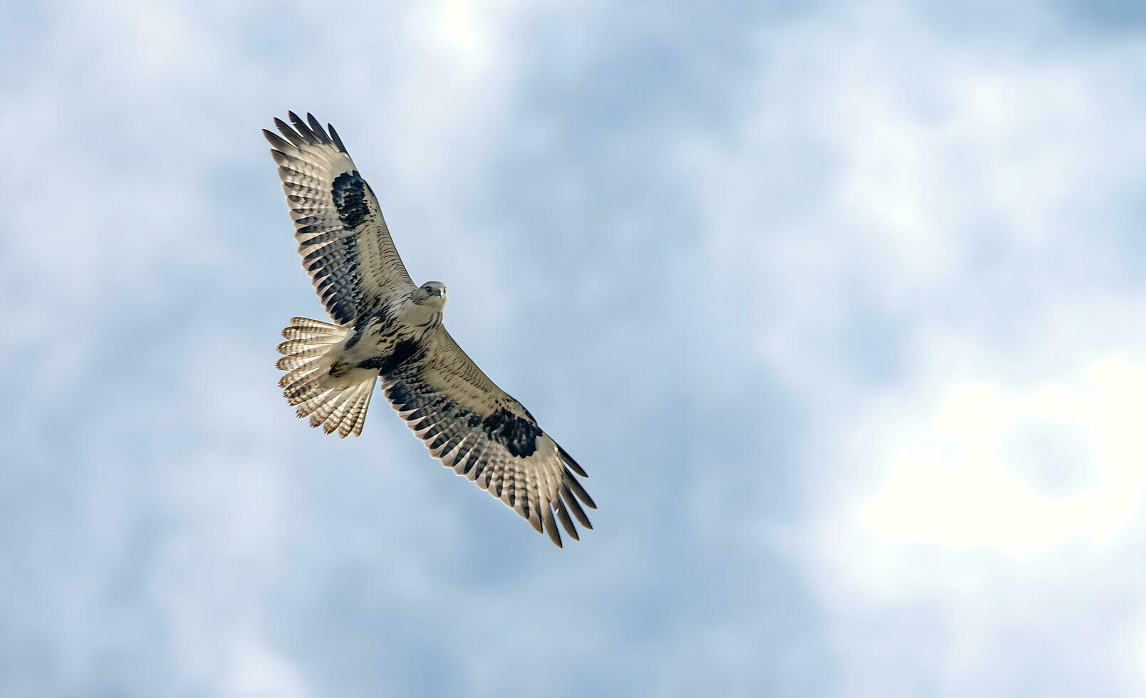 pájaro fotografía, pájaro imagen, más hermosa pájaro fotografía, naturaleza fotografía foto