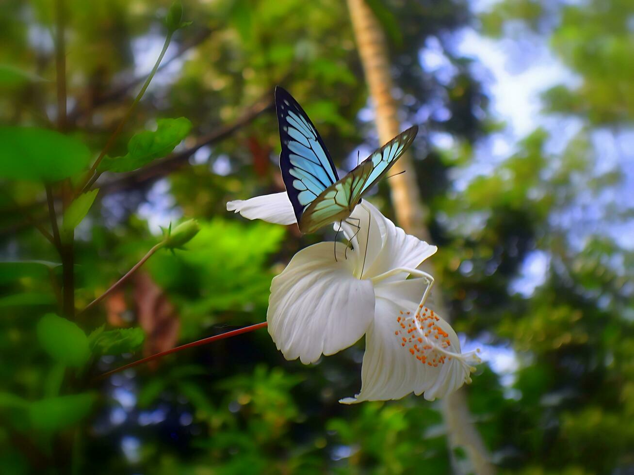 Beautiful Butterfly on Flower, Beautiful Butterfly, Butterfly Photography photo