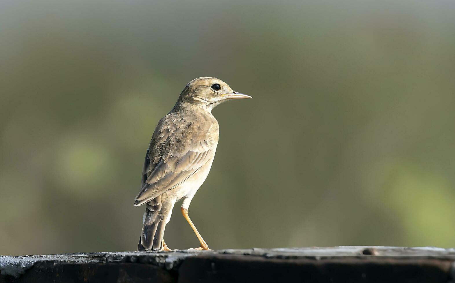 pájaro fotografía, pájaro imagen, más hermosa pájaro fotografía, naturaleza fotografía foto