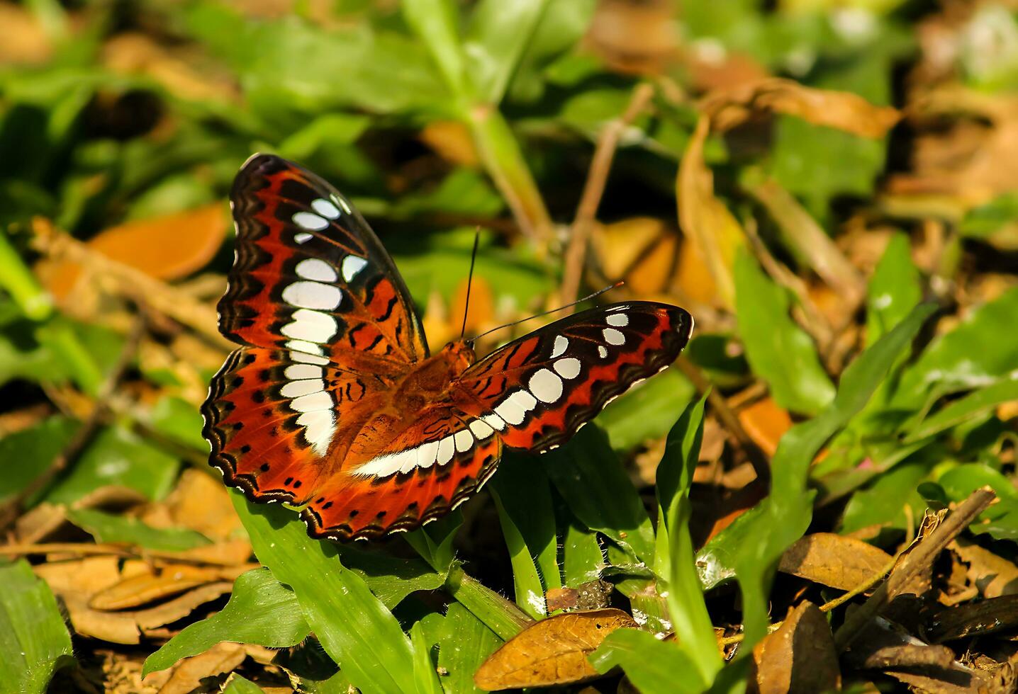 Beautiful Butterfly on Flower, Beautiful Butterfly, Butterfly Photography photo