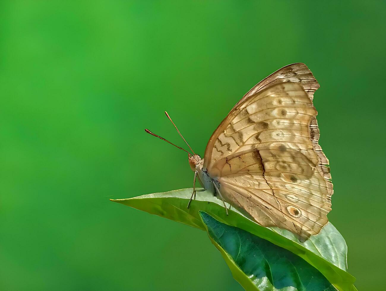 hermosa mariposa en flor, hermosa mariposa, mariposa fotografía foto