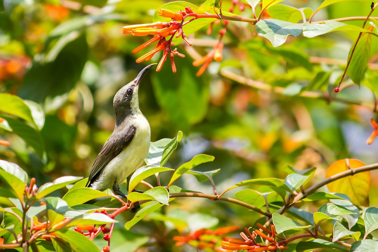 Bird Photography, Bird Picture, Most Beautiful Bird Photography, Nature Photography photo