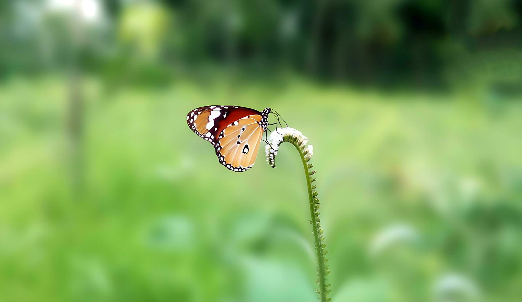 hermosa mariposa en flor, hermosa mariposa, mariposa fotografía foto