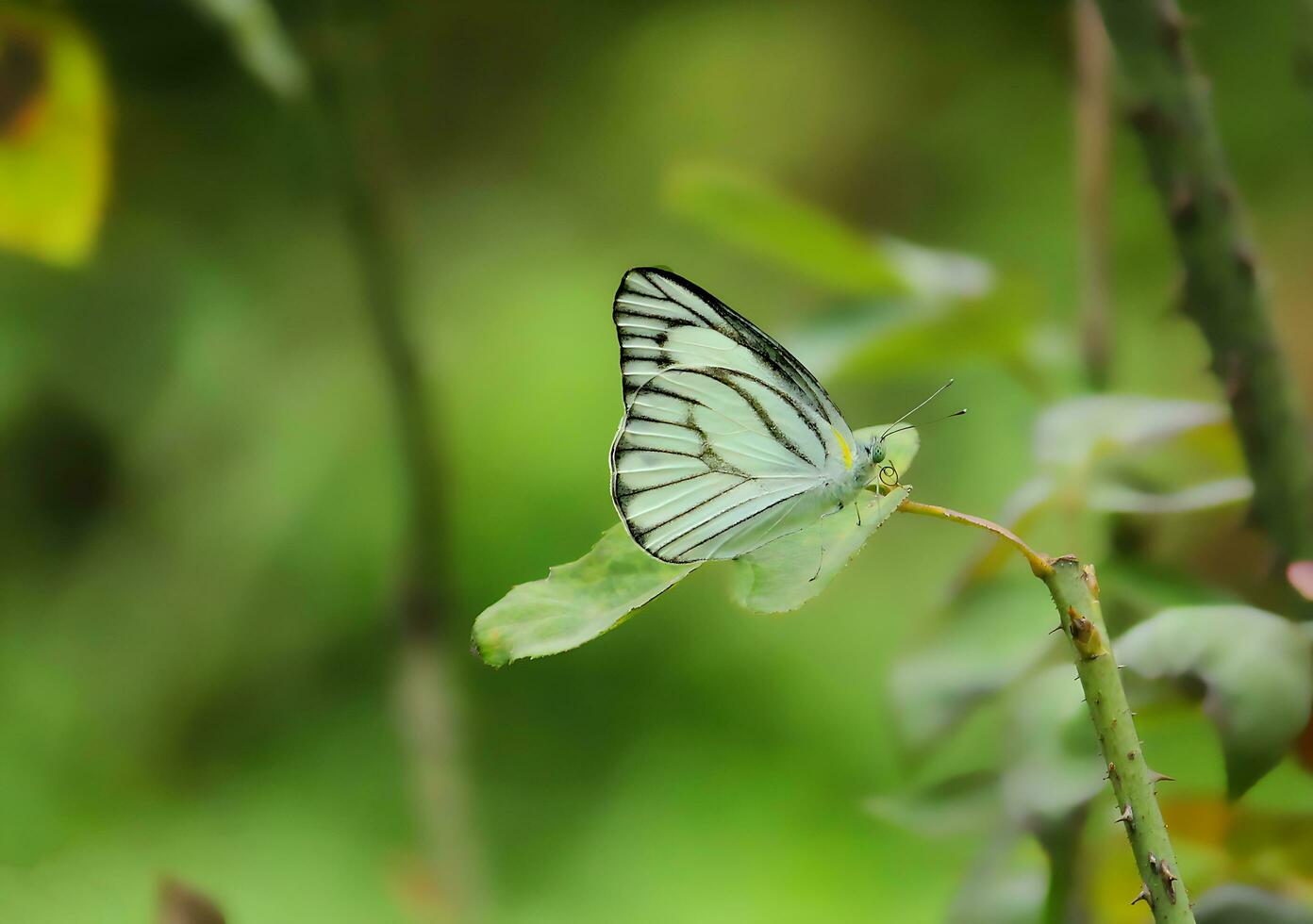Beautiful Butterfly on Flower, Beautiful Butterfly, Butterfly Photography photo