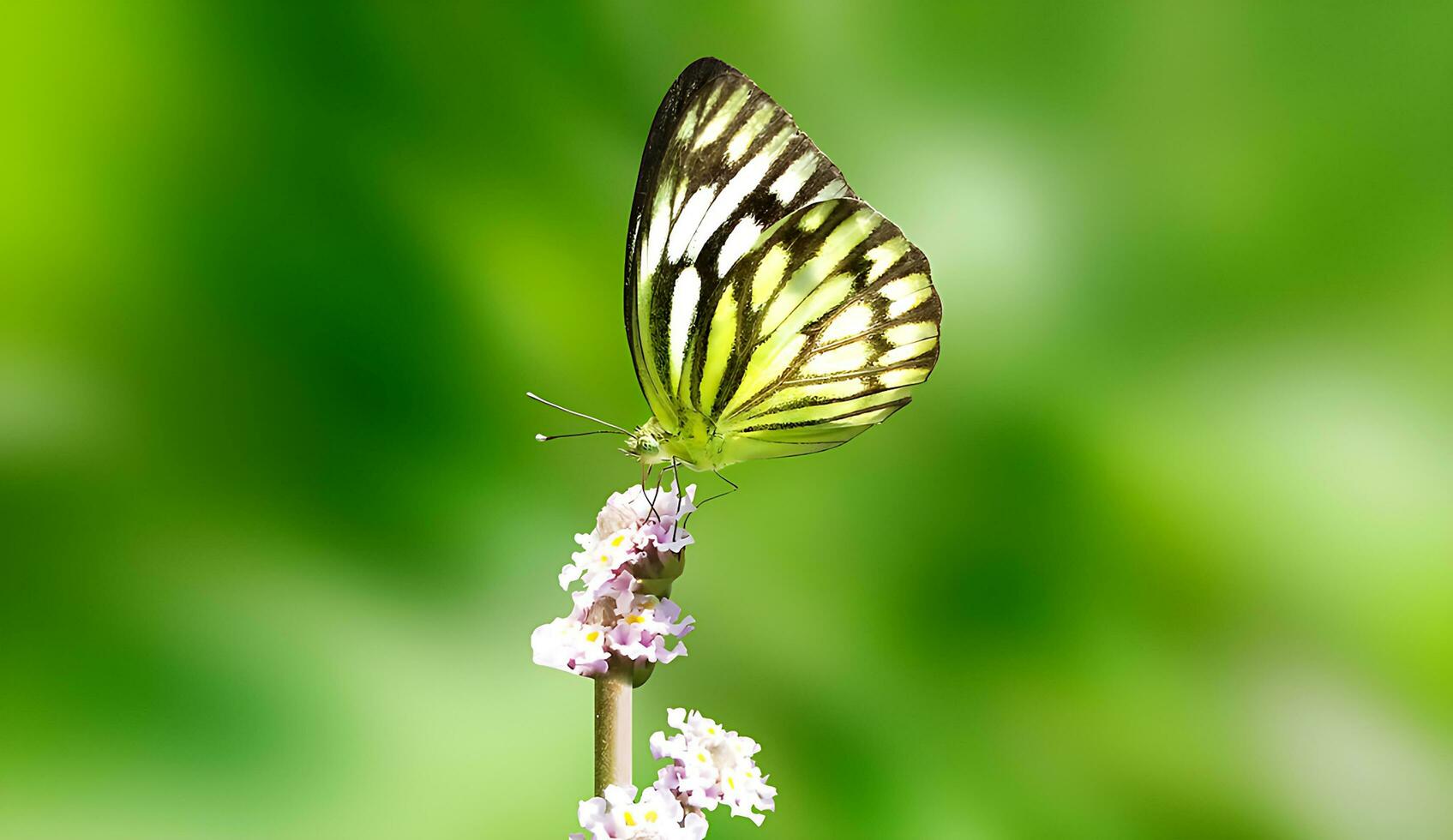 hermosa mariposa en flor, hermosa mariposa, mariposa fotografía foto