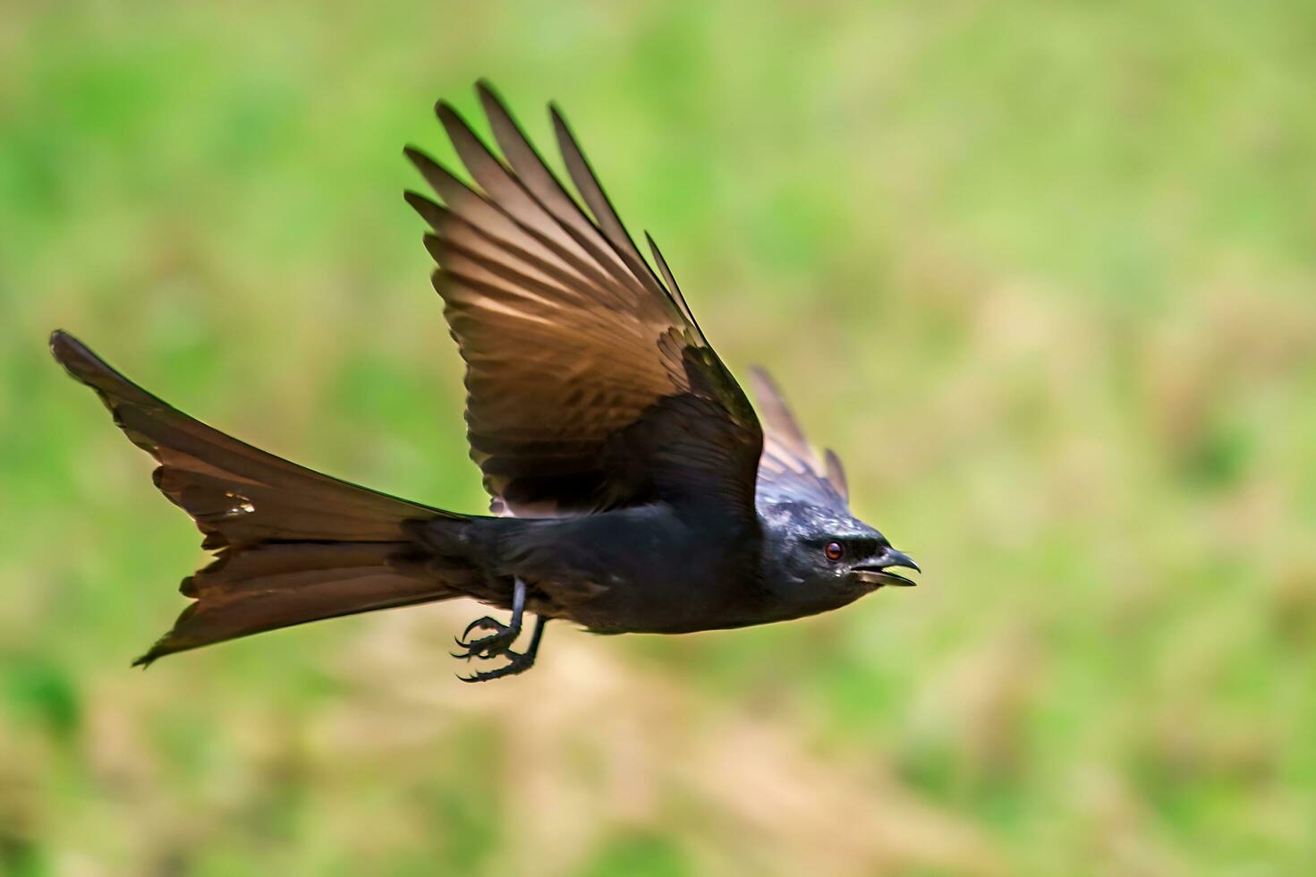 Bird Photography, Bird Picture, Most Beautiful Bird Photography, Nature Photography photo