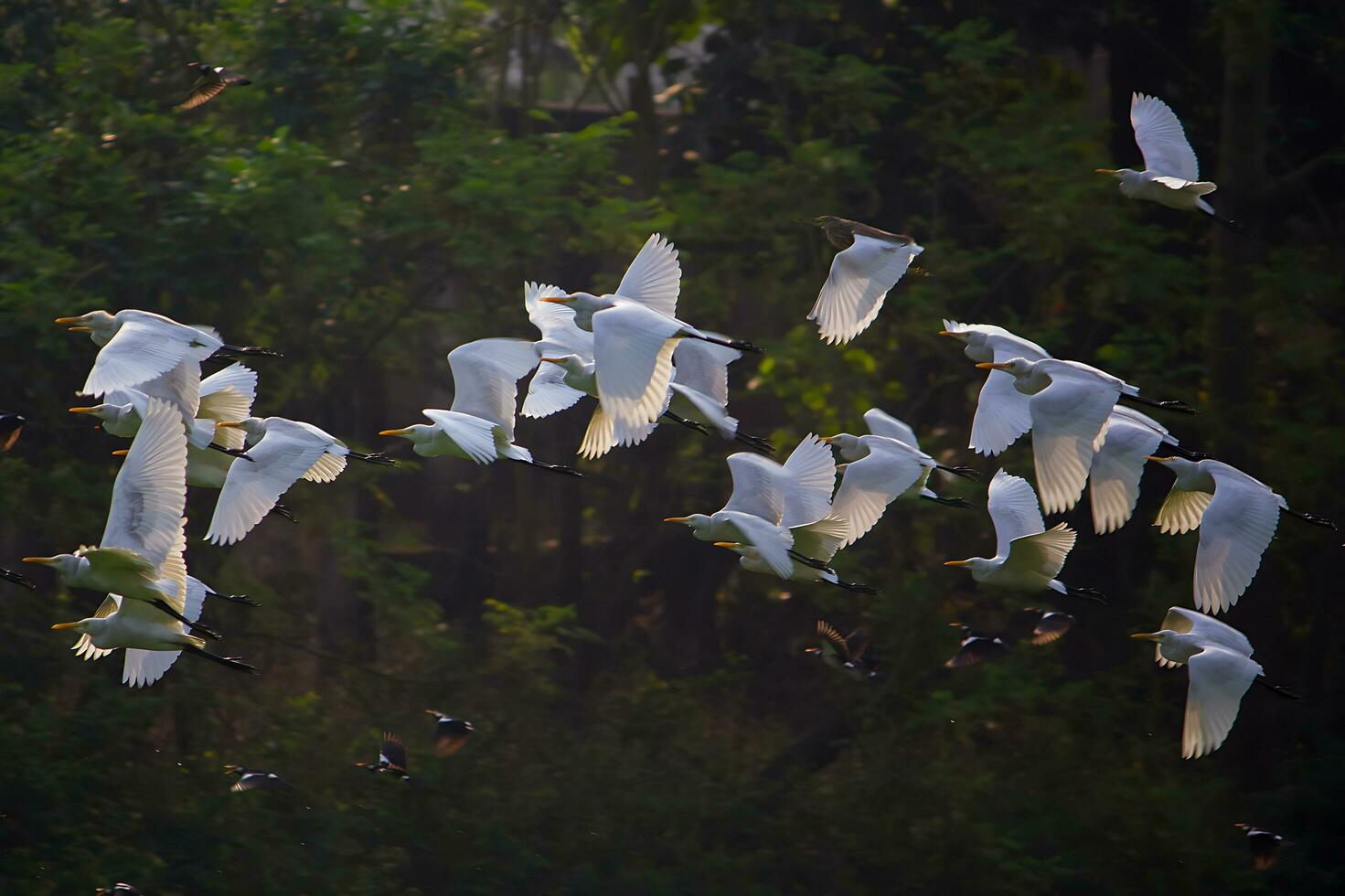 Bird Photography, Bird Picture, Most Beautiful Bird Photography, Nature Photography photo