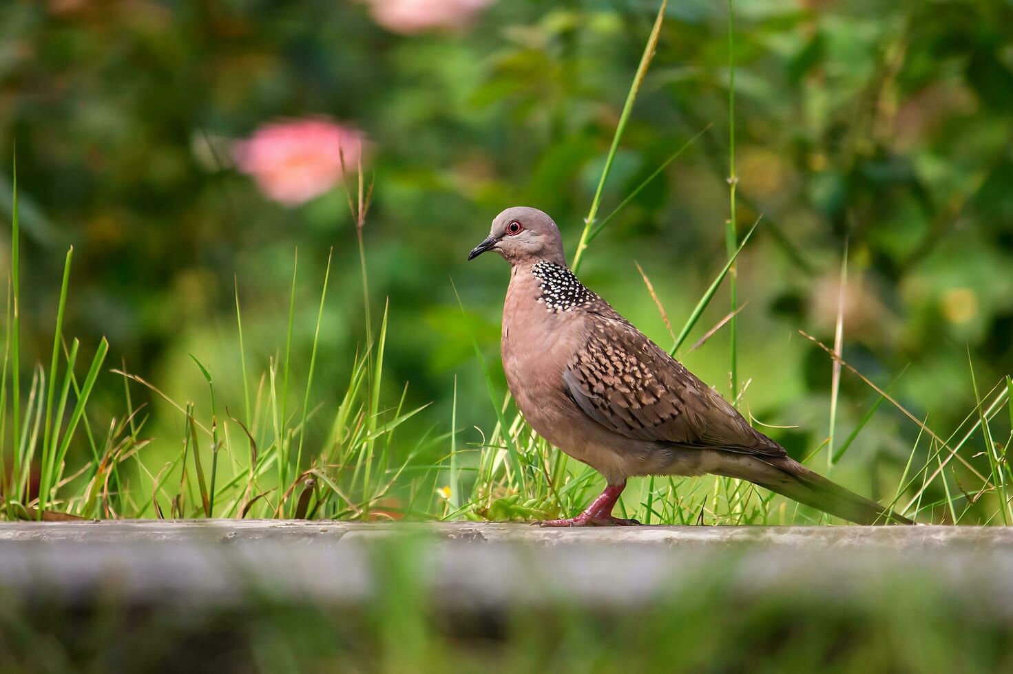 Bird Photography, Bird Picture, Most Beautiful Bird Photography, Nature Photography photo