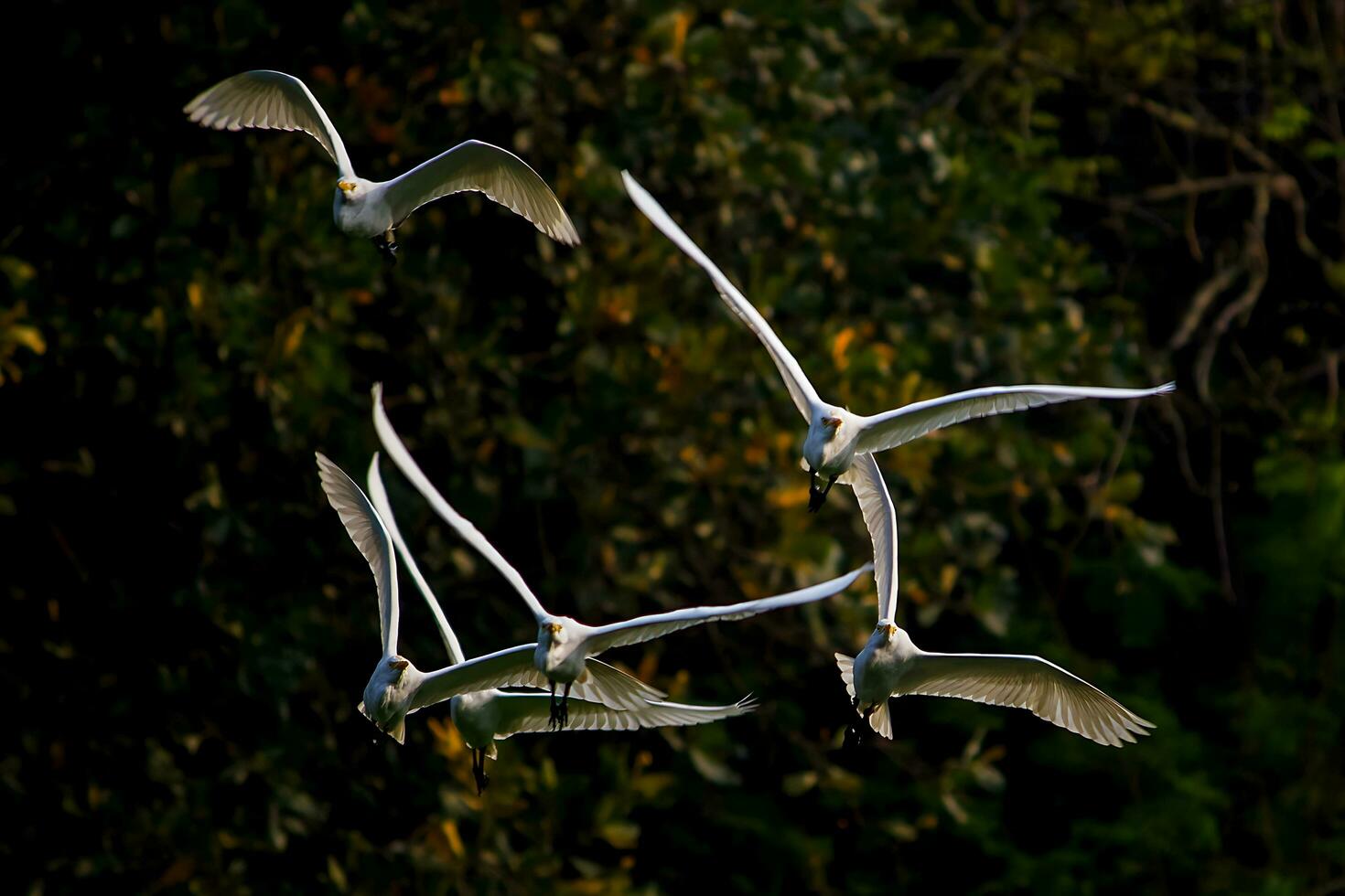 Bird Photography, Bird Picture, Most Beautiful Bird Photography, Nature Photography photo