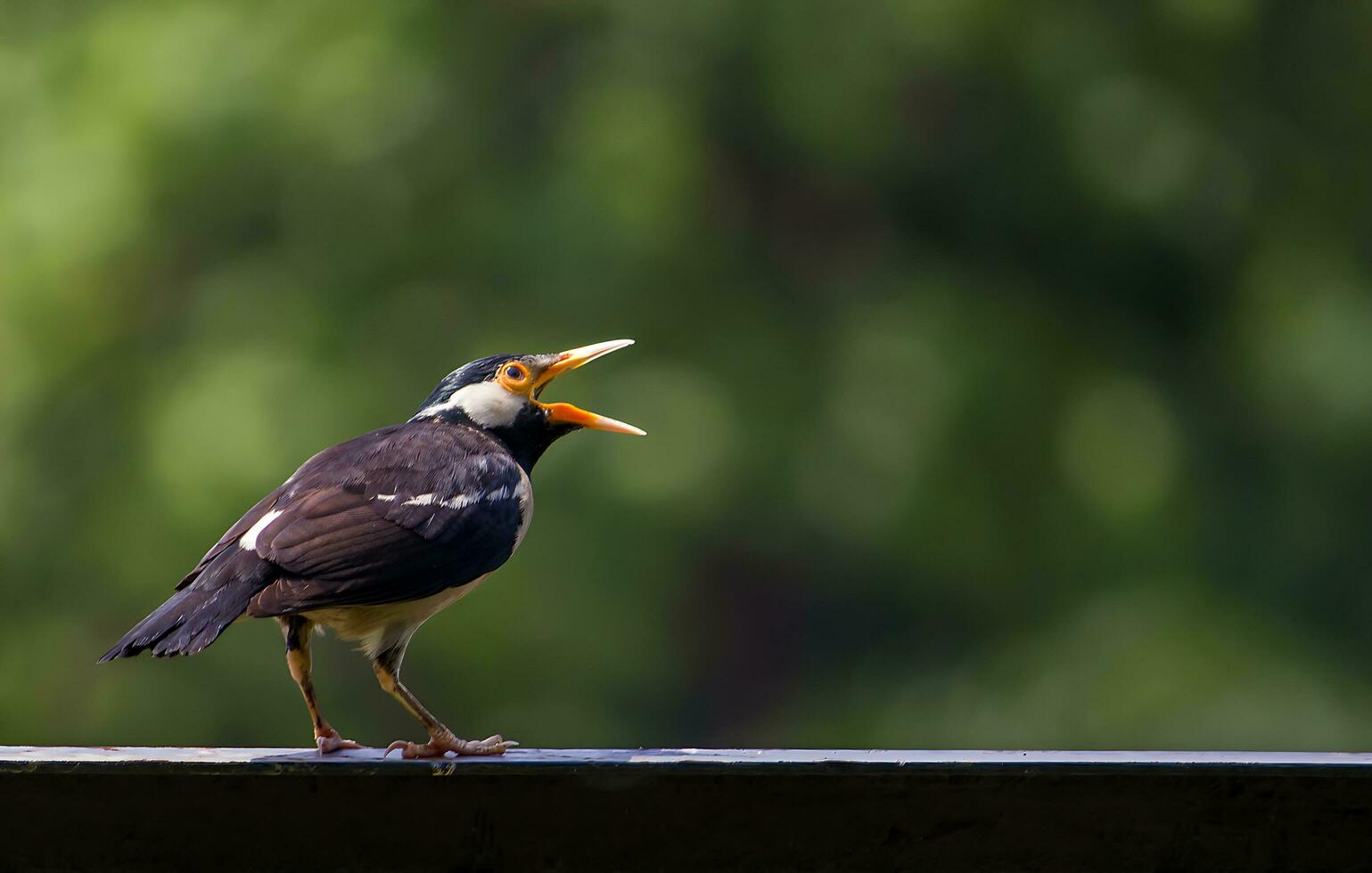 pájaro fotografía, pájaro imagen, más hermosa pájaro fotografía, naturaleza fotografía foto