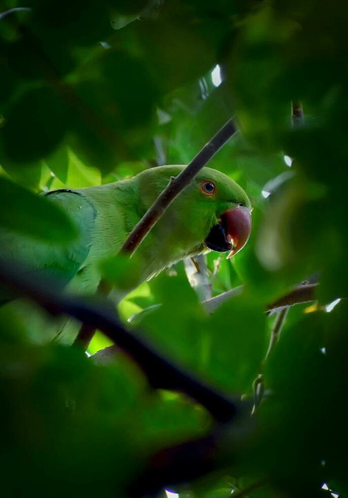 Bird Photography, Bird Picture, Most Beautiful Bird Photography, Nature Photography photo