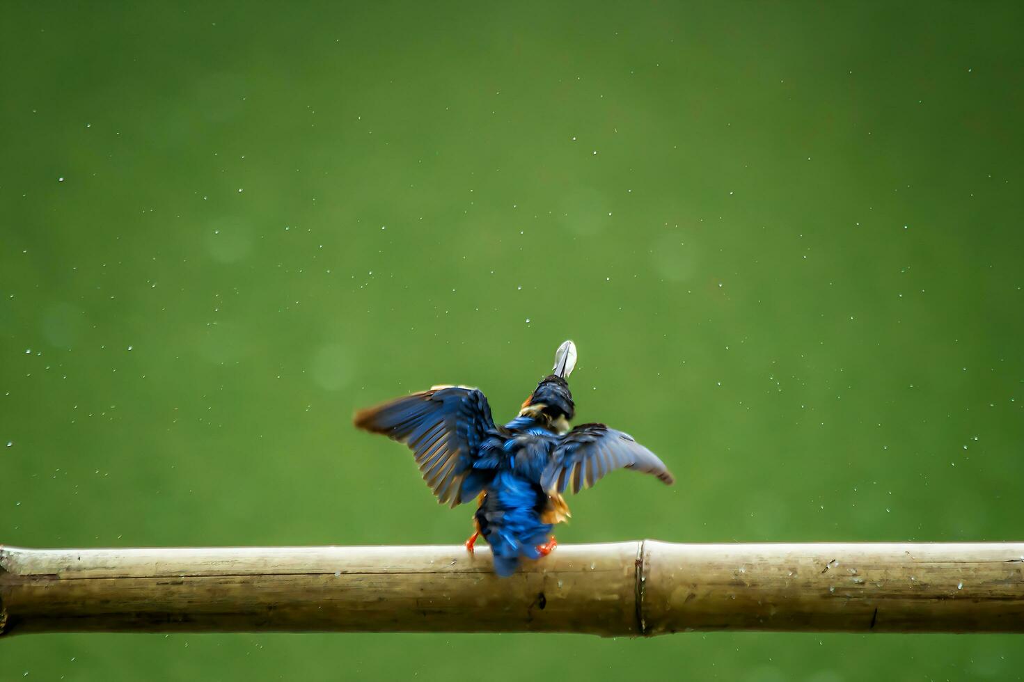 Bird Photography, Bird Picture, Most Beautiful Bird Photography, Nature Photography photo