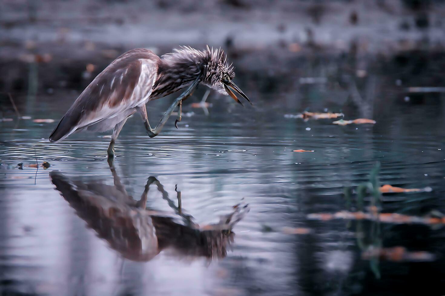 Bird Photography, Bird Picture, Most Beautiful Bird Photography, Nature Photography photo
