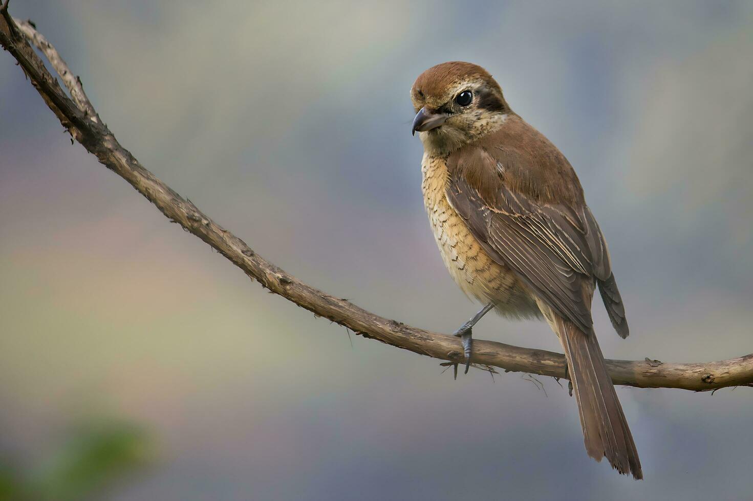 pájaro fotografía, pájaro imagen, más hermosa pájaro fotografía, naturaleza fotografía foto