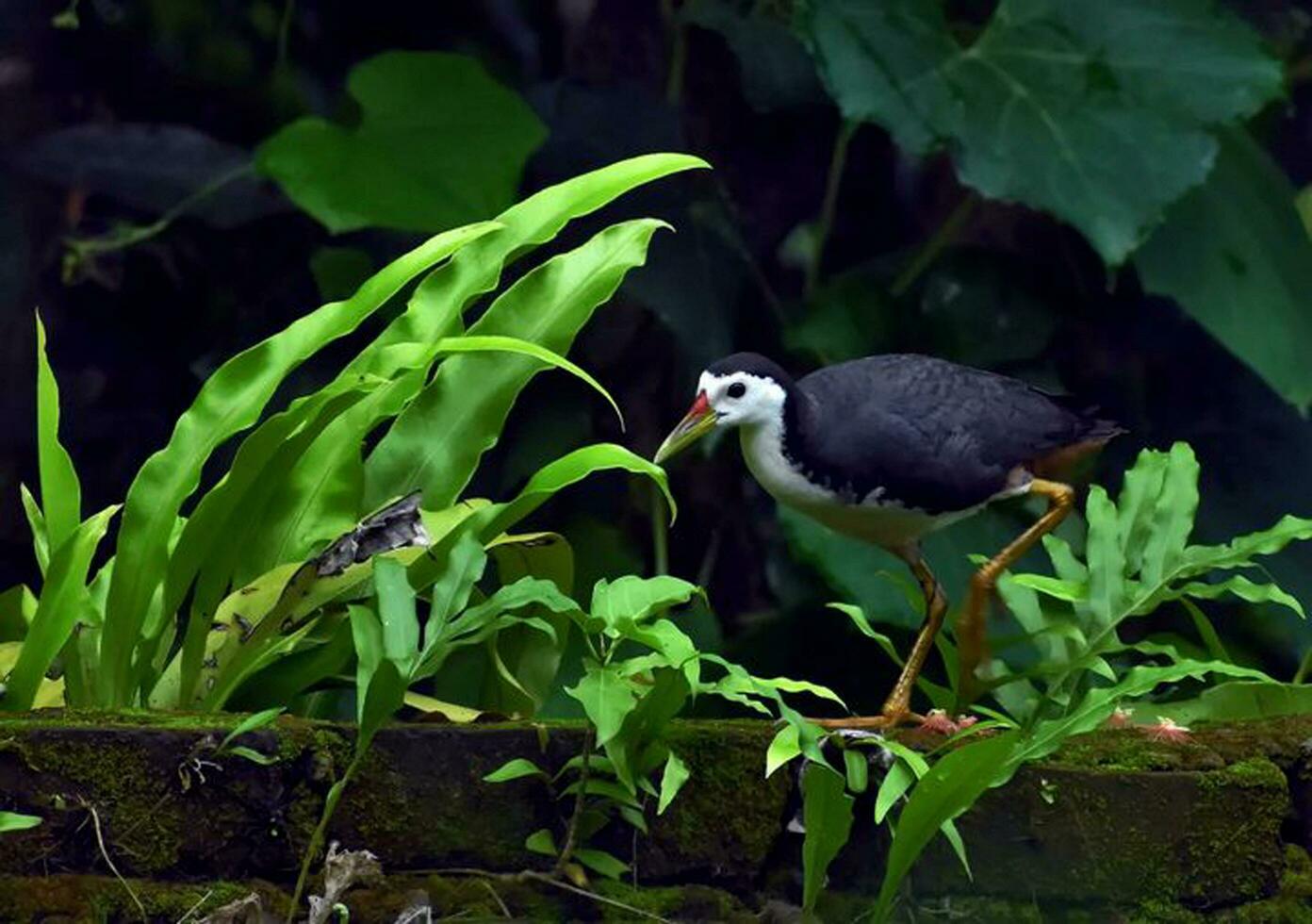 pájaro fotografía, pájaro imagen, más hermosa pájaro fotografía, naturaleza fotografía foto