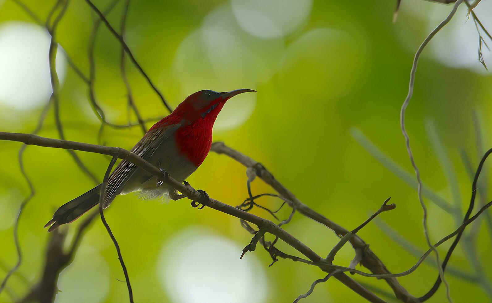 Bird Photography, Bird Picture, Most Beautiful Bird Photography, Nature Photography photo