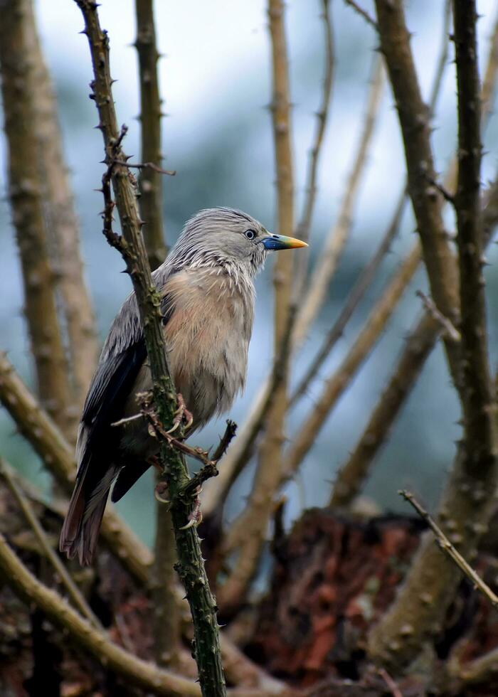 pájaro fotografía, pájaro imagen, más hermosa pájaro fotografía, naturaleza fotografía foto