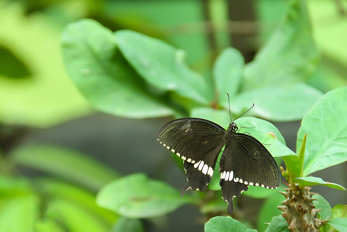 Monarch, Beautiful Butterfly Photography, Beautiful butterfly on flower, Macro Photography, Free Photo