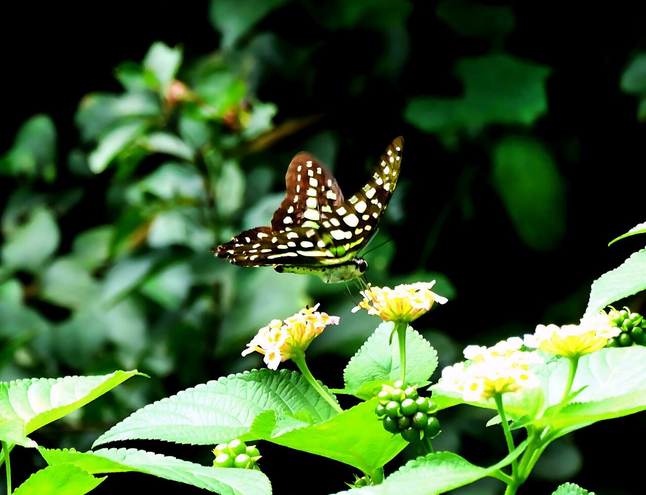 Monarch, Beautiful Butterfly Photography, Beautiful butterfly on flower, Macro Photography, Free Photo