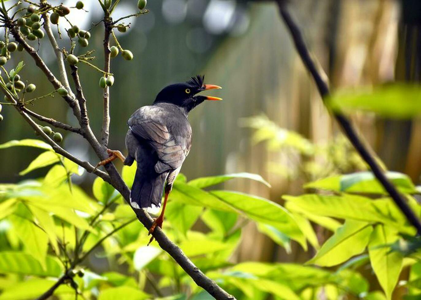 Bird Photography, Bird Picture, Most Beautiful Bird Photography, Nature Photography photo