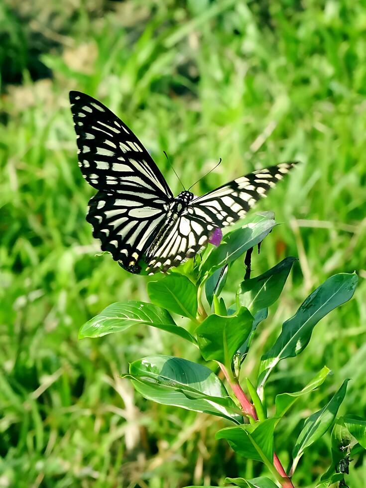 Monarch, Beautiful Butterfly Photography, Beautiful butterfly on flower, Macro Photography, Free Photo