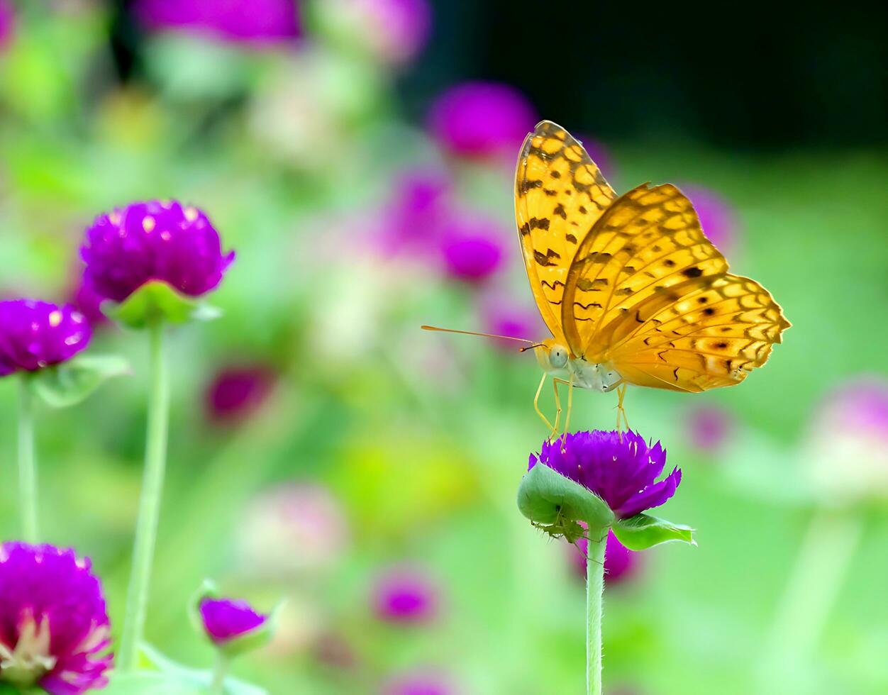 Monarch, Beautiful Butterfly Photography, Beautiful butterfly on flower, Macro Photography, Free Photo