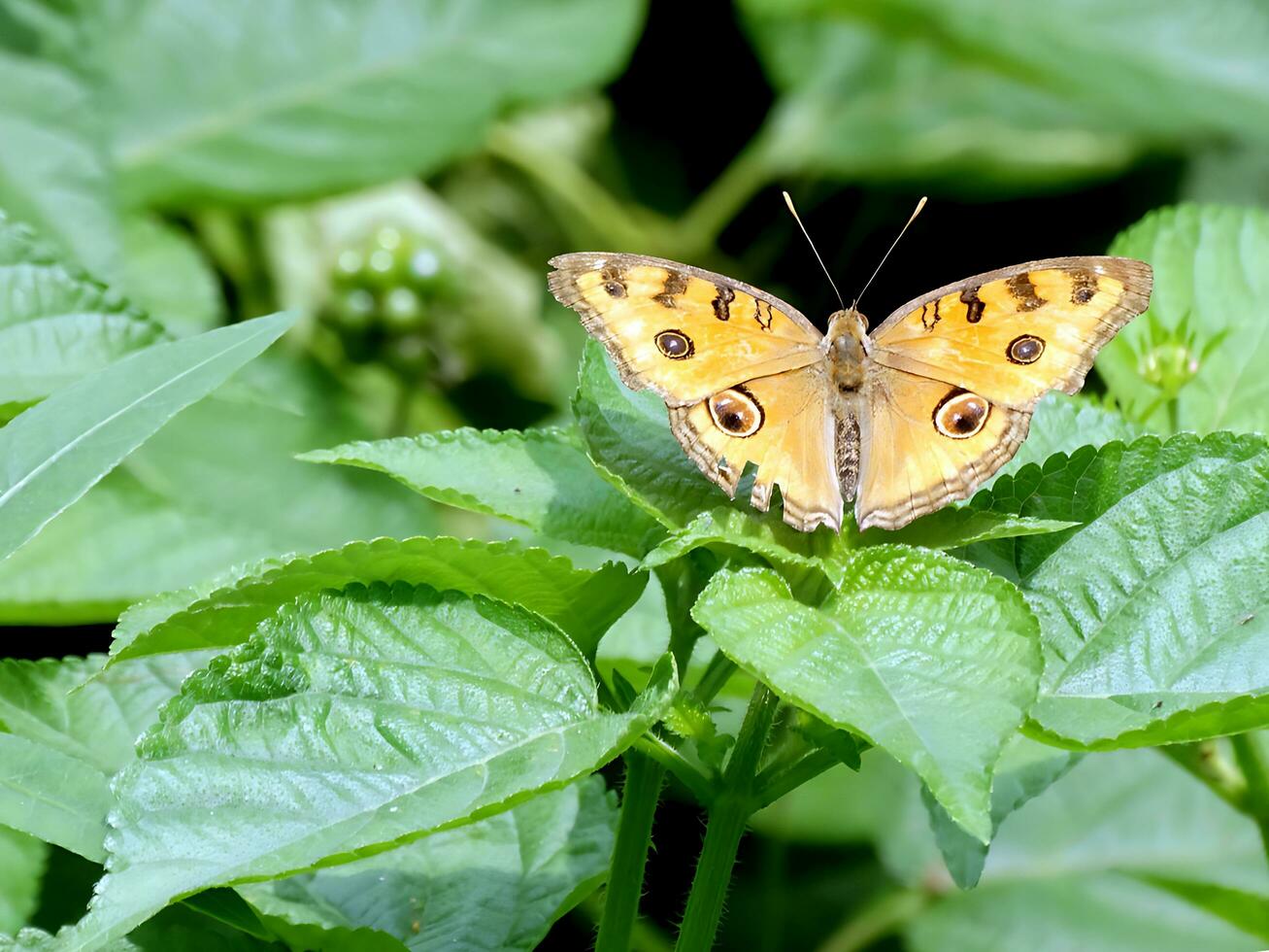 Monarch, Beautiful Butterfly Photography, Beautiful butterfly on flower, Macro Photography, Free Photo