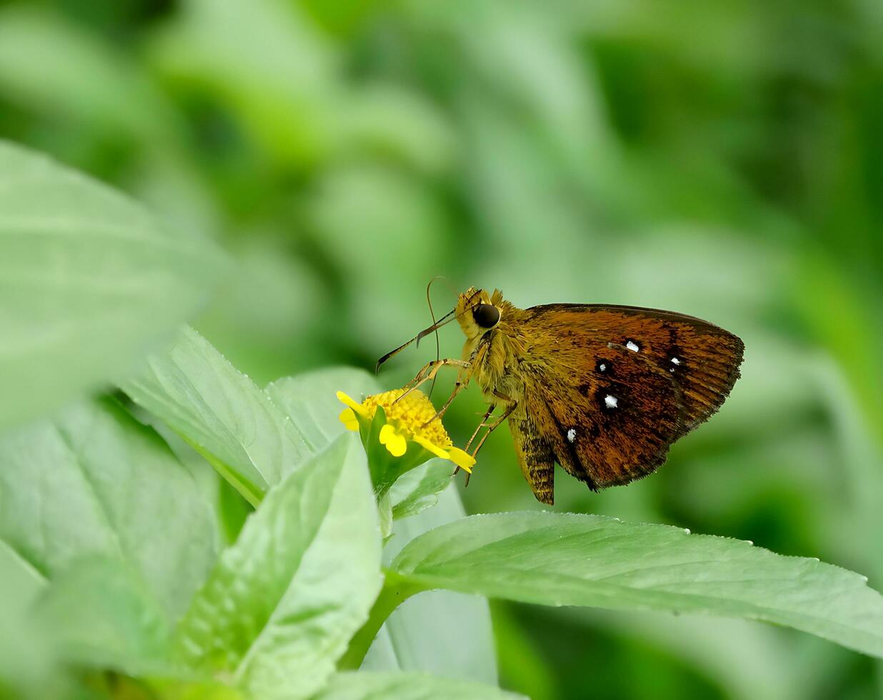 Monarch, Beautiful Butterfly Photography, Beautiful butterfly on flower, Macro Photography, Free Photo