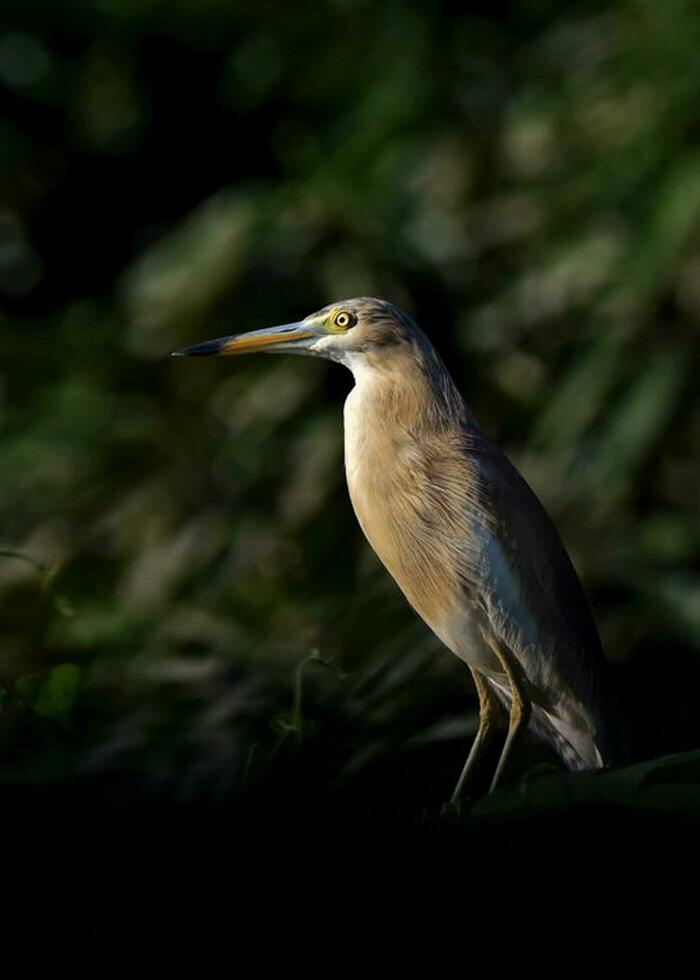 Bird Photography, Bird Picture, Most Beautiful Bird Photography, Nature Photography photo