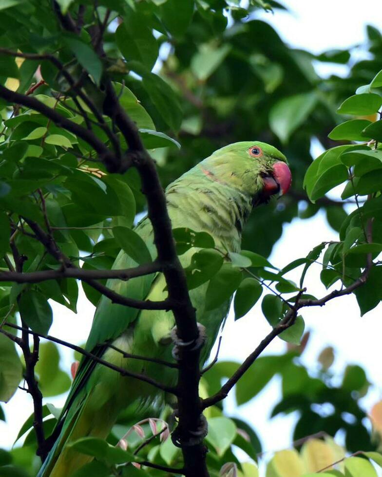 pájaro fotografía, pájaro imagen, más hermosa pájaro fotografía, naturaleza fotografía foto