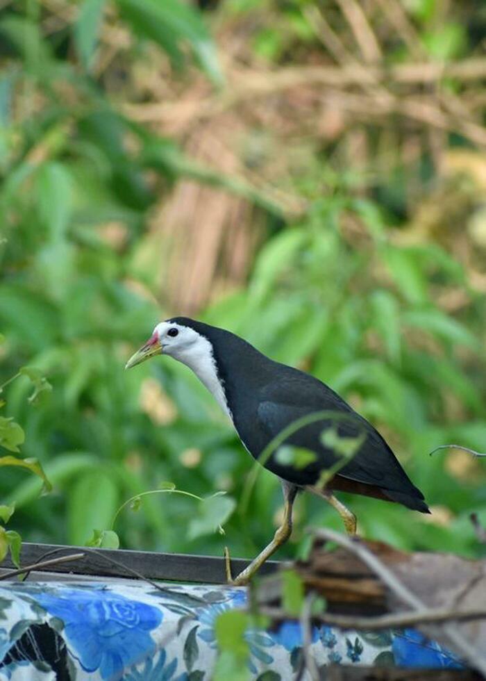 pájaro fotografía, pájaro imagen, más hermosa pájaro fotografía, naturaleza fotografía foto