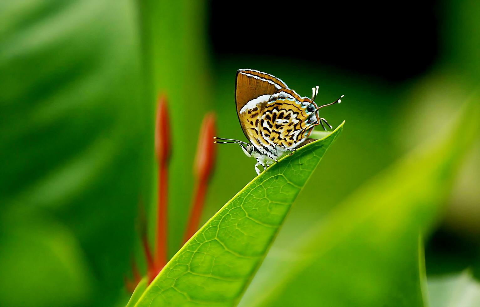 monarca, hermosa mariposa fotografía, hermosa mariposa en flor, macro fotografía, gratis foto