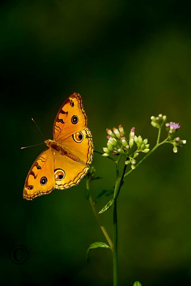 Monarch, Beautiful Butterfly Photography, Beautiful butterfly on flower, Macro Photography, Free Photo