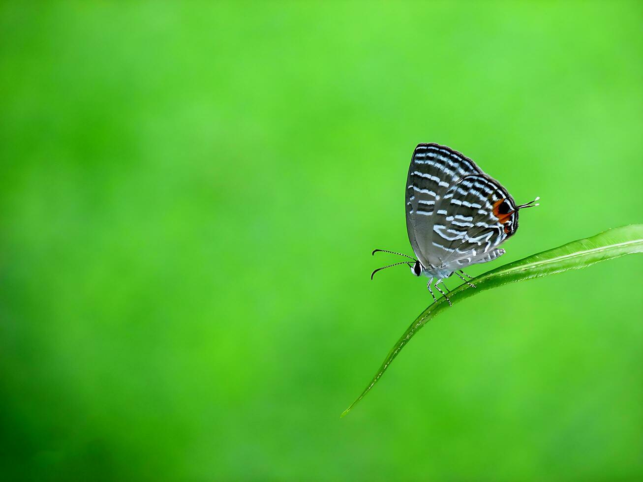 Monarch, Beautiful Butterfly Photography, Beautiful butterfly on flower, Macro Photography, Free Photo