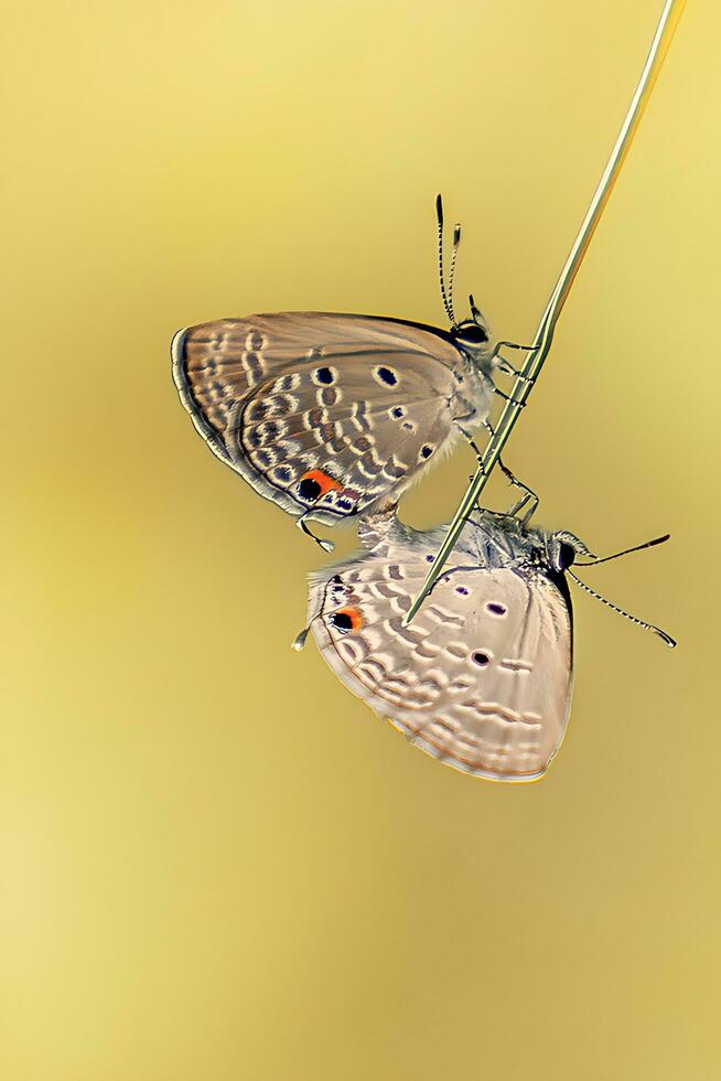 monarca, hermosa mariposa fotografía, hermosa mariposa en flor, macro fotografía, gratis foto