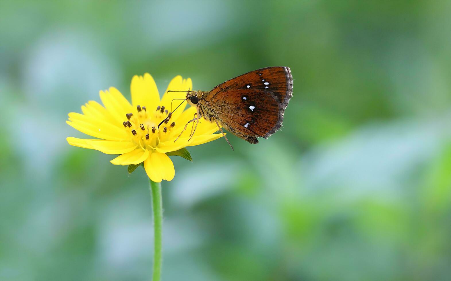 monarca, hermosa mariposa fotografía, hermosa mariposa en flor, macro fotografía, gratis foto