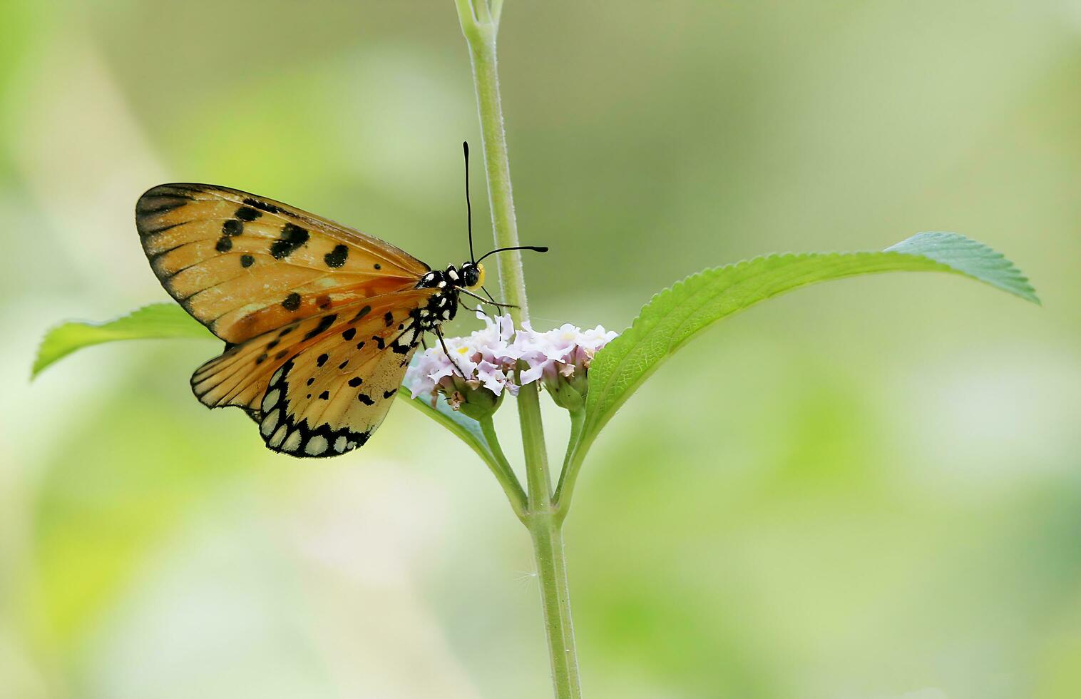 Monarch, Beautiful Butterfly Photography, Beautiful butterfly on flower, Macro Photography, Free Photo