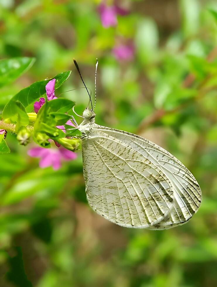 Monarch, Beautiful Butterfly Photography, Beautiful butterfly on flower, Macro Photography, Free Photo