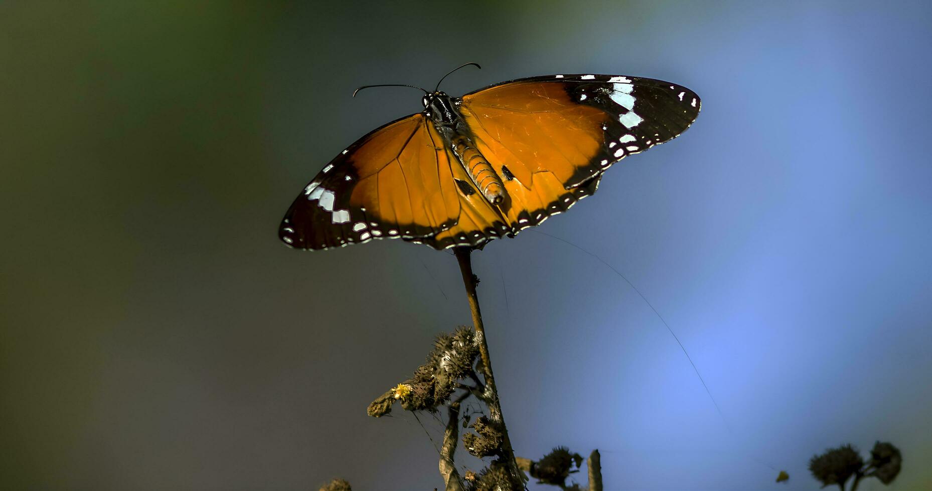 Monarch, Beautiful Butterfly Photography, Beautiful butterfly on flower, Macro Photography, Free Photo