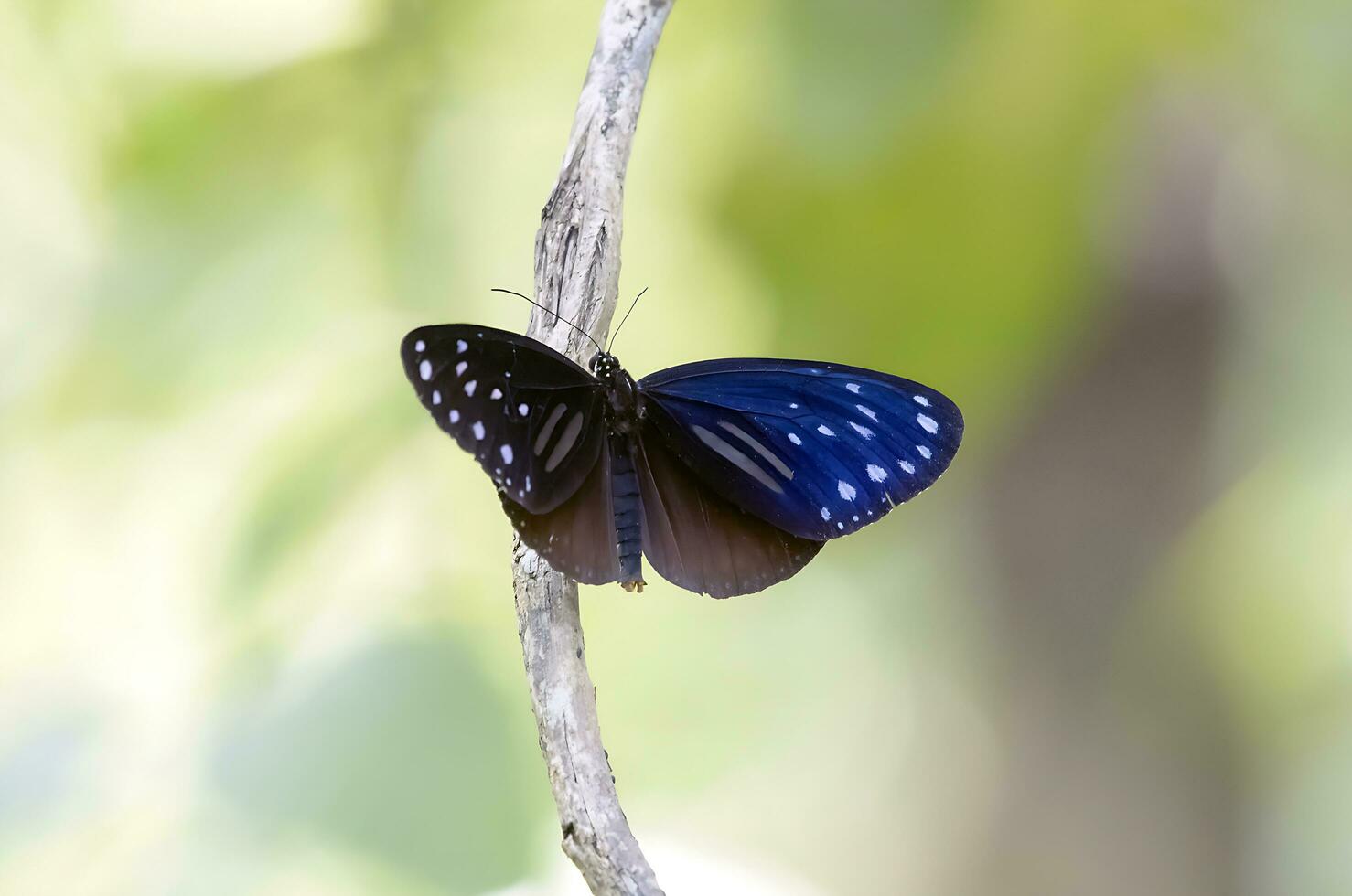 monarca, hermosa mariposa fotografía, hermosa mariposa en flor, macro fotografía, gratis foto