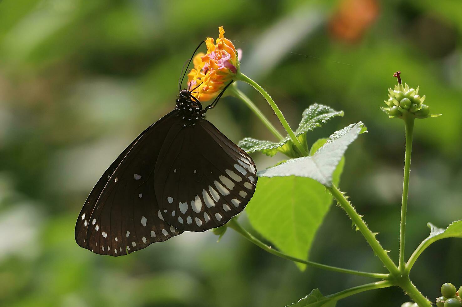 Monarch, Beautiful Butterfly Photography, Beautiful butterfly on flower, Macro Photography, Free Photo