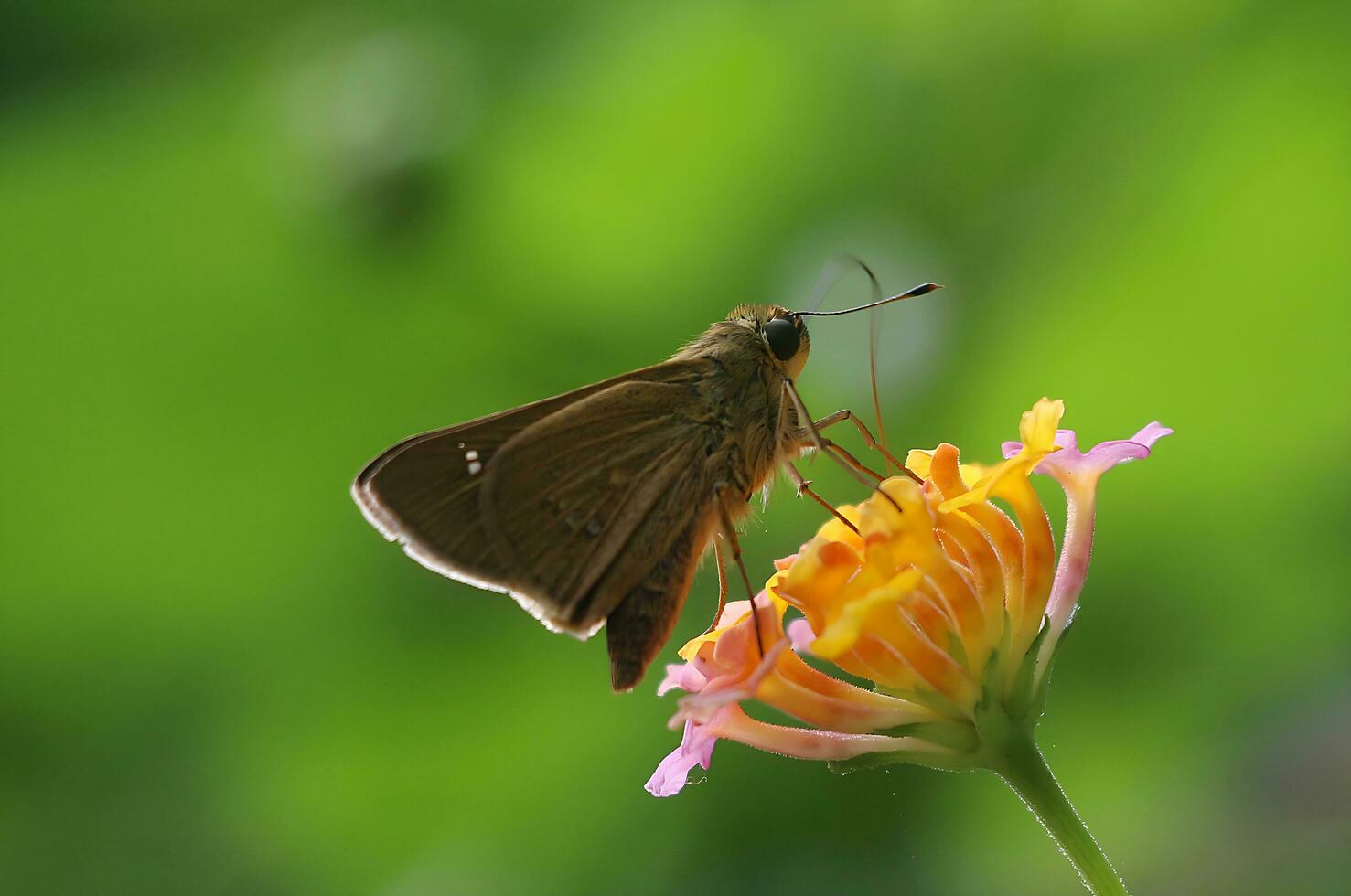 Monarch, Beautiful Butterfly Photography, Beautiful butterfly on flower, Macro Photography, Free Photo