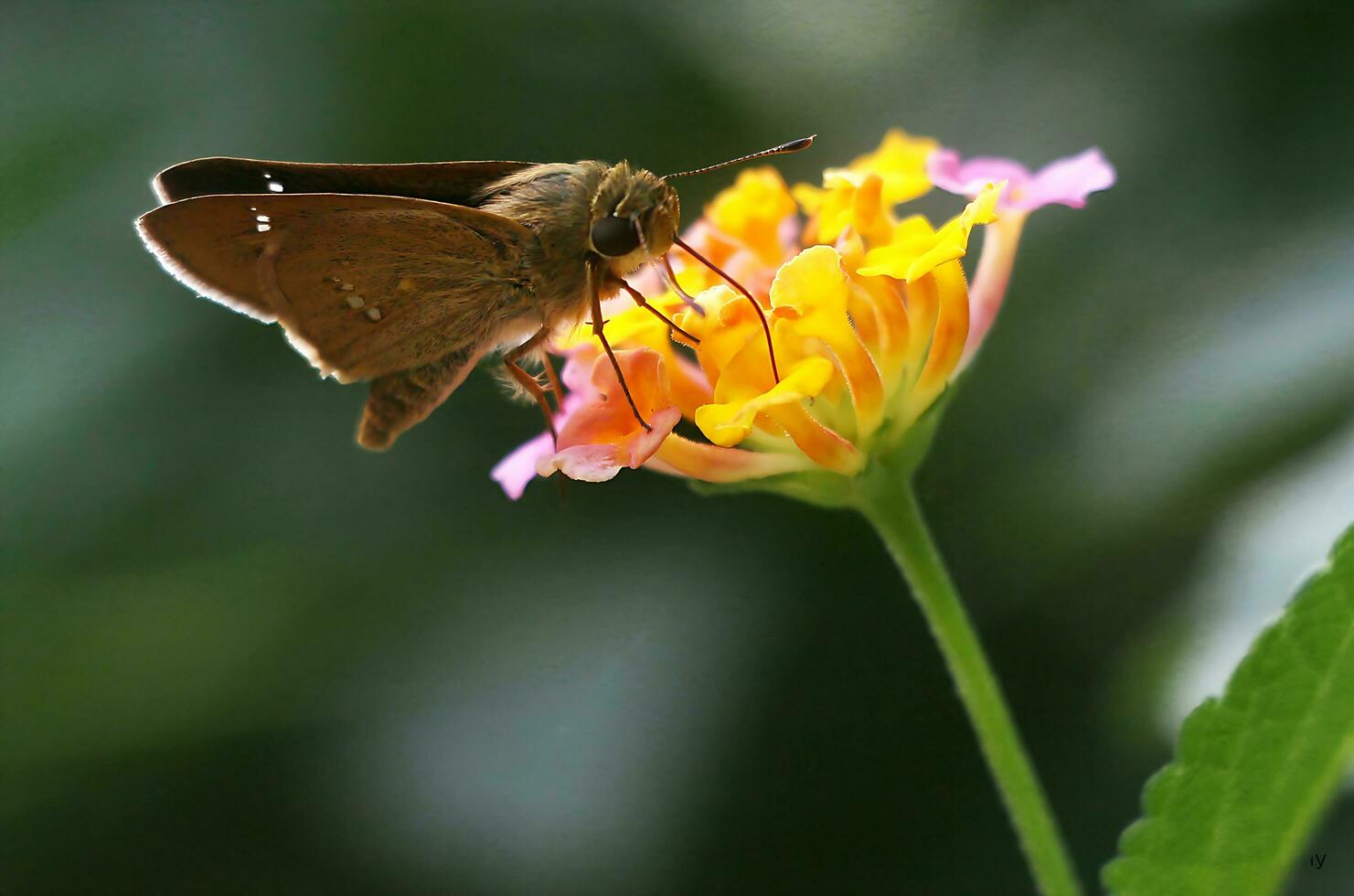 Monarch, Beautiful Butterfly Photography, Beautiful butterfly on flower, Macro Photography, Free Photo