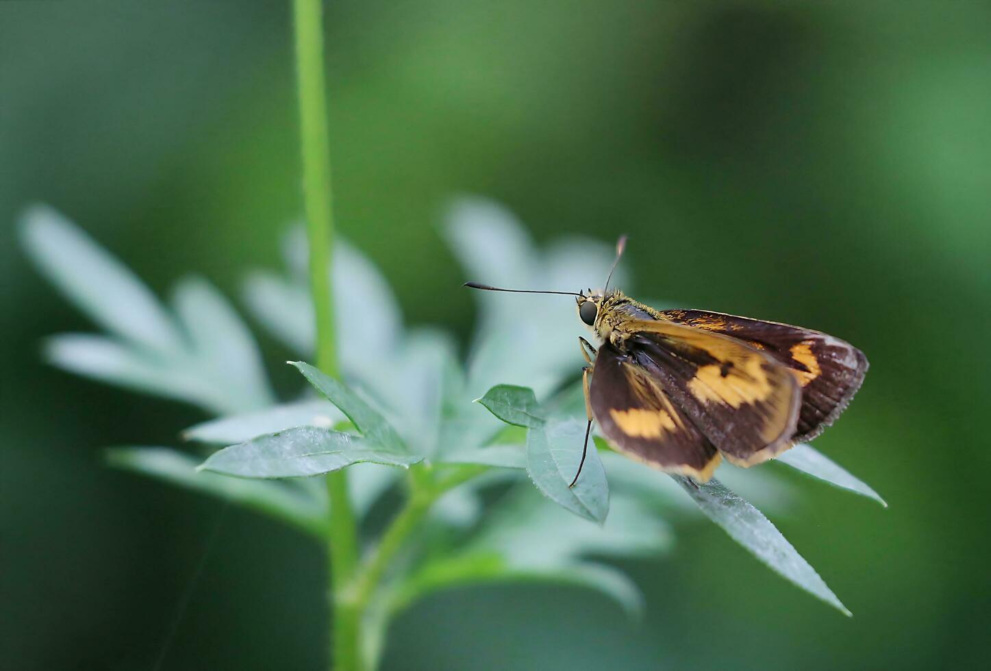 Monarch, Beautiful Butterfly Photography, Beautiful butterfly on flower, Macro Photography, Free Photo